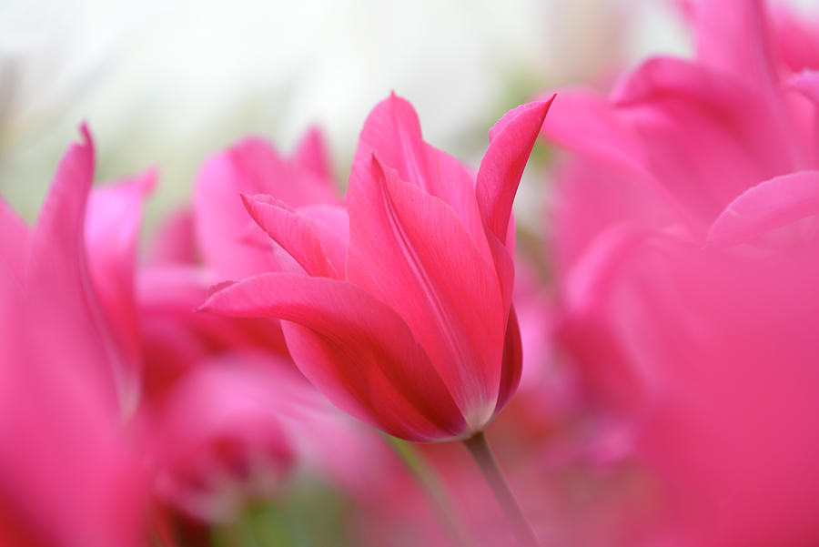 Lily-flowered Tulip China Pink Photograph