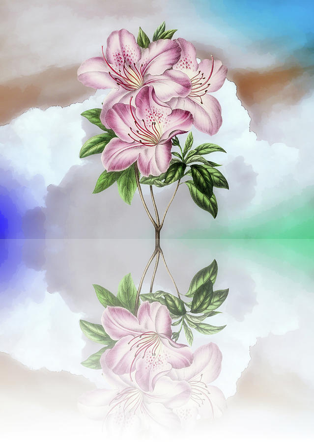 Lily Flowers and Clouds Reflection Digital Art by Gaby Ethington