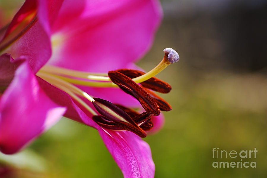 Lily Flowers Profile  Photograph by Joy Watson