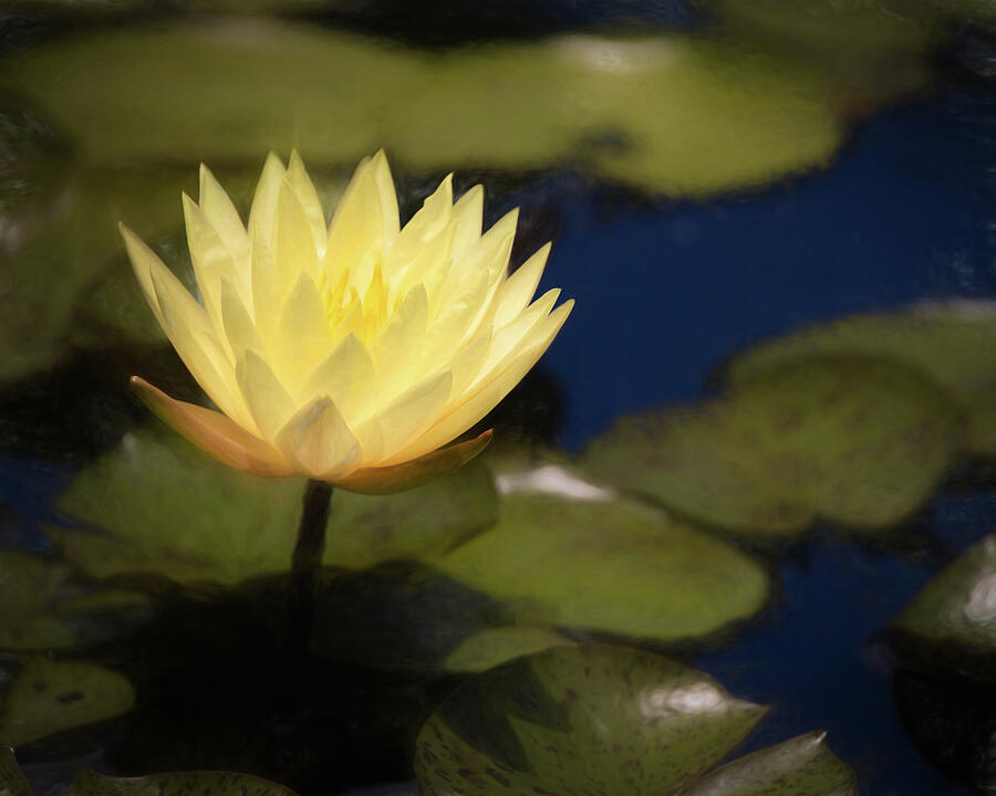 Lily For Monet Photograph by Dodie Ross Lily For Monet Photograph by Dodie Ross