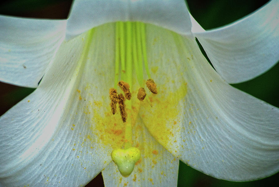 Lily Photograph by George Taylor