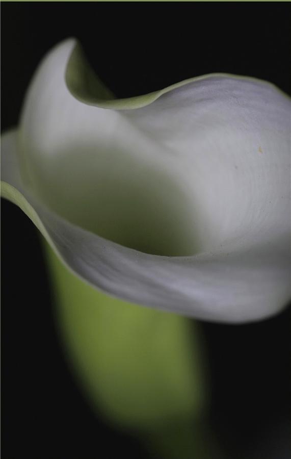 Nature Photograph - Lily Green Grey by Julie Powell
