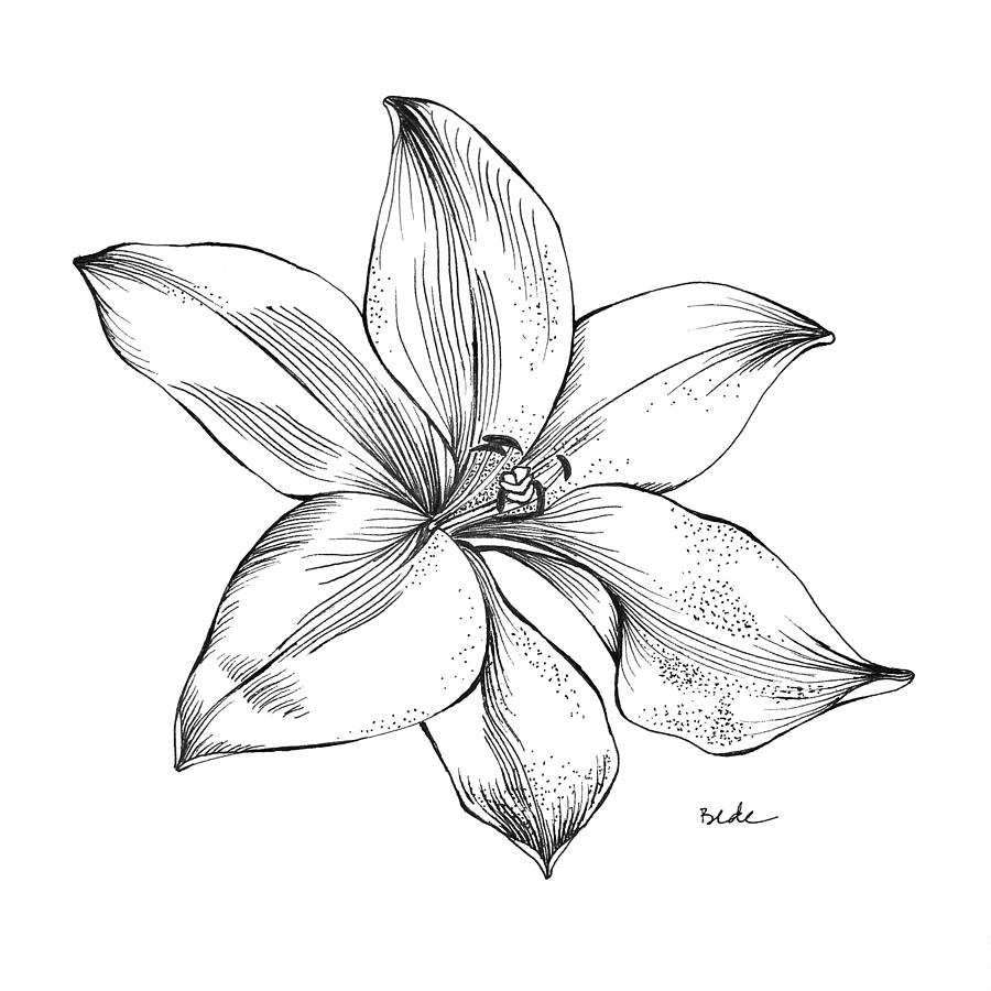 Lily I Drawing by Catherine Bede