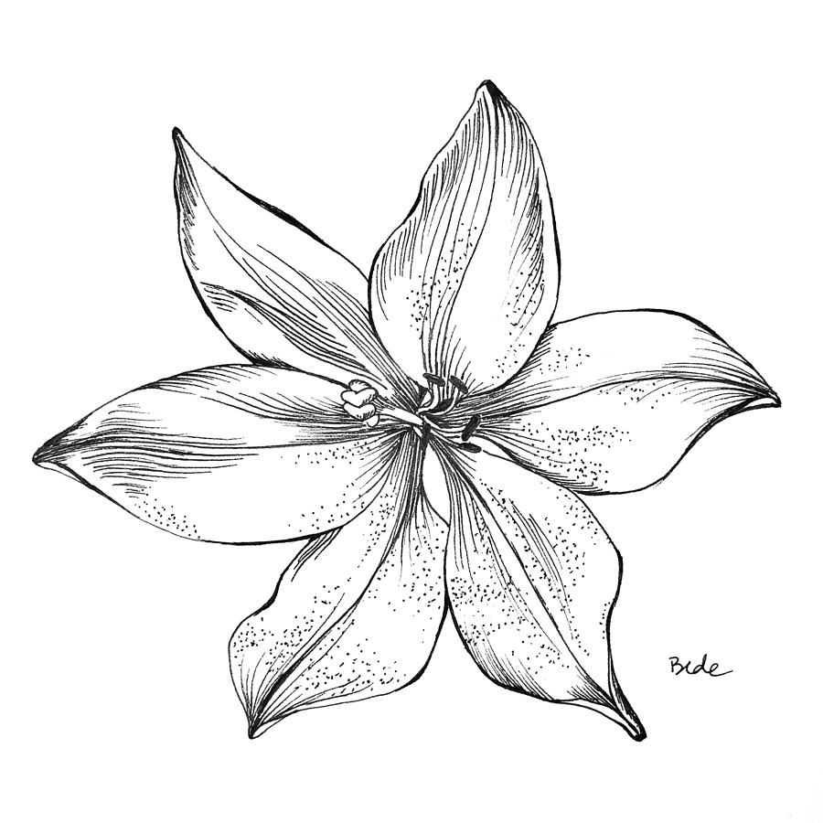 Lily II Drawing by Catherine Bede