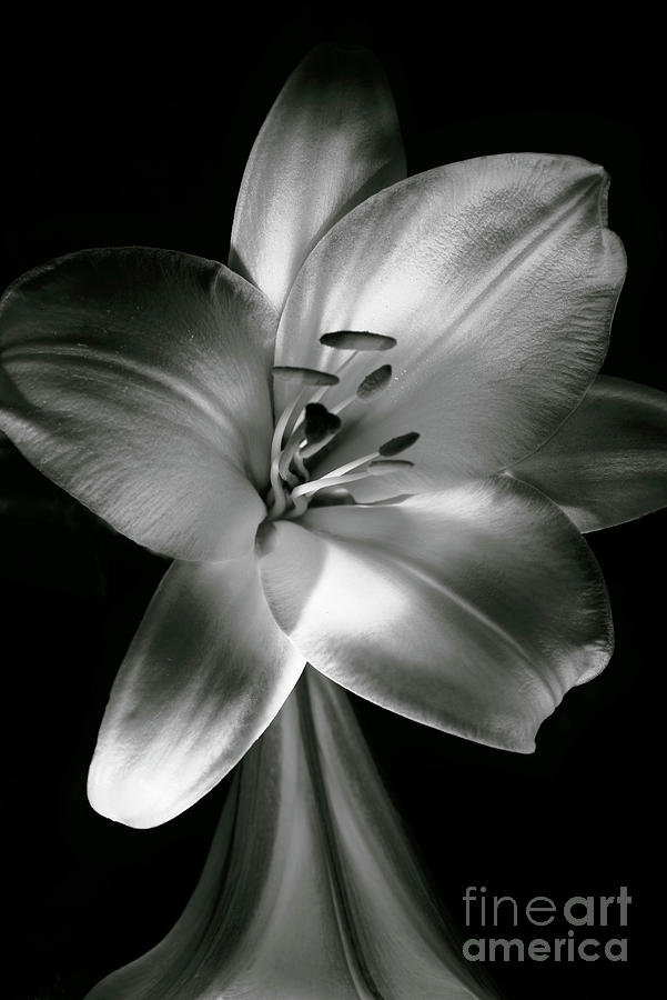 Lily In Black And White. Photograph