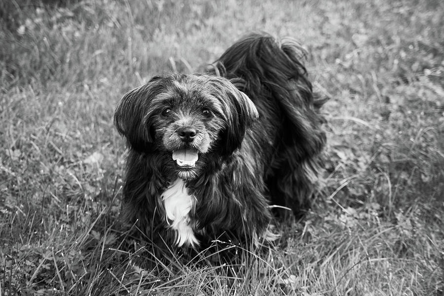 Lily in black and white Photograph by Angela Emanuelsson - Fine Art America