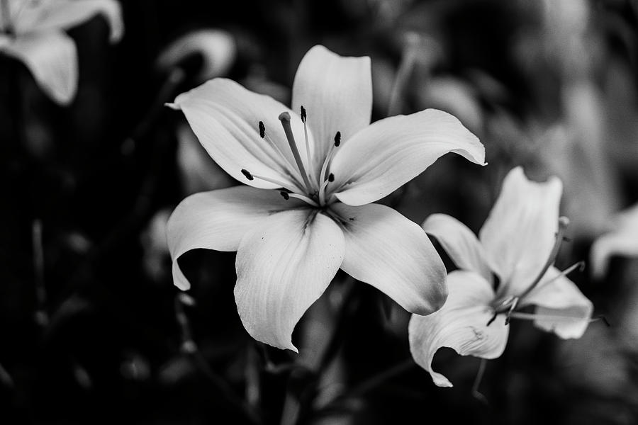 Lily In Black And White Photograph