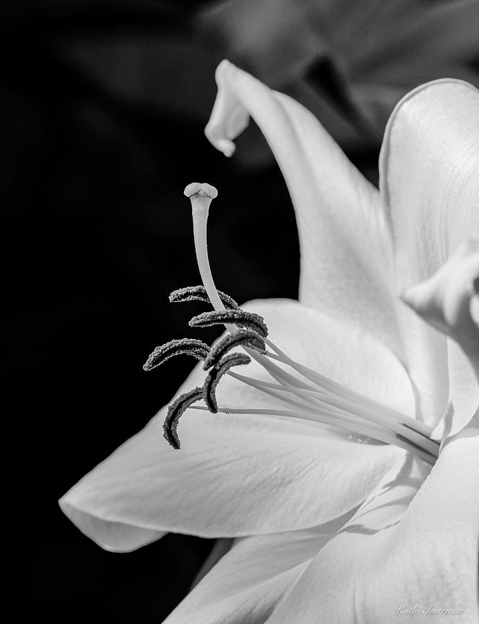 Lily in Black and White Photograph by Kathi Isserman