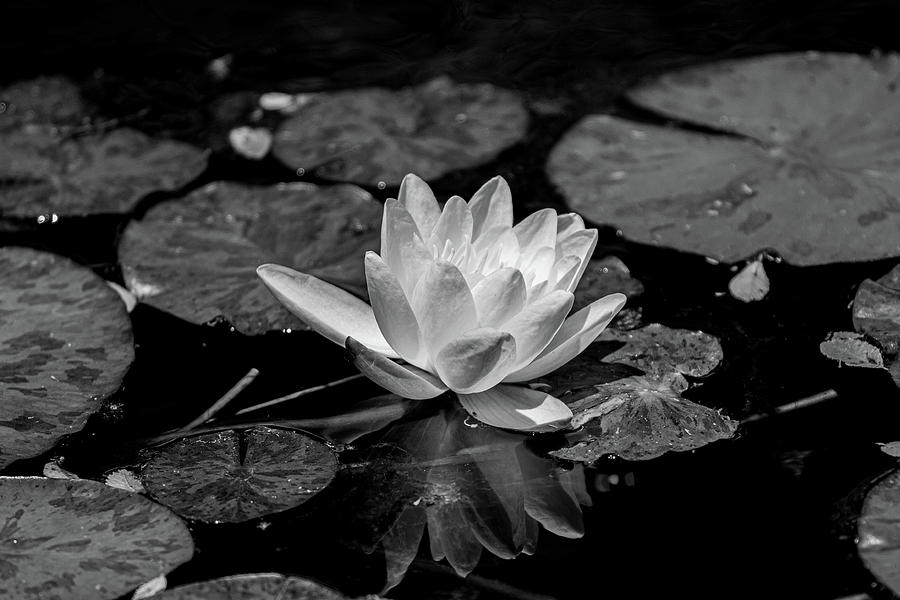 Lily in Black and White Photograph by Lora Reynolds | Pixels