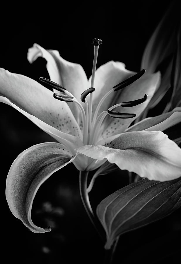 Lily in Black and White Photograph by Nicole Fulton - Fine Art America