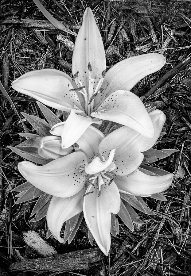 Lily in Black And White Photograph by Susan Hope Finley