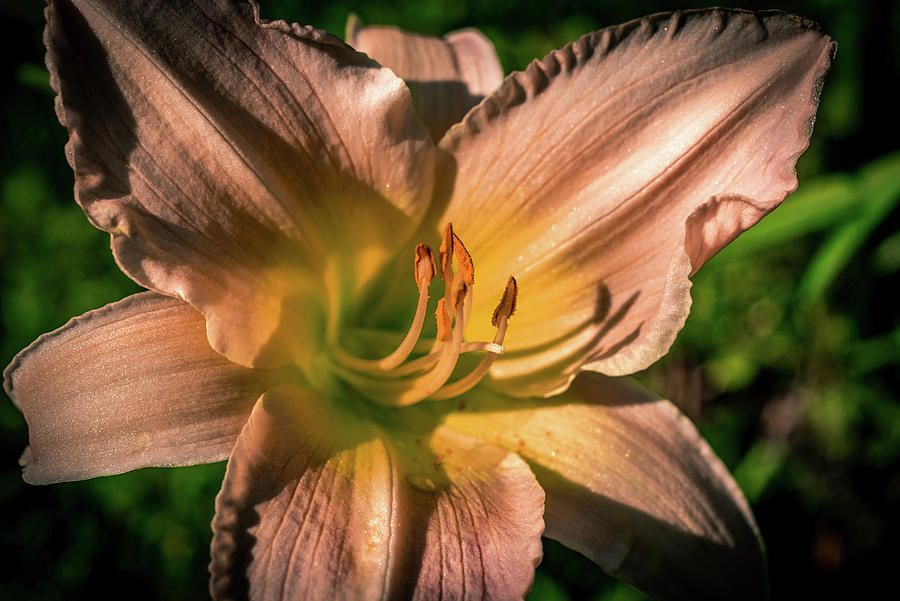 Lily in Macro Photograph by Bryan Spellman