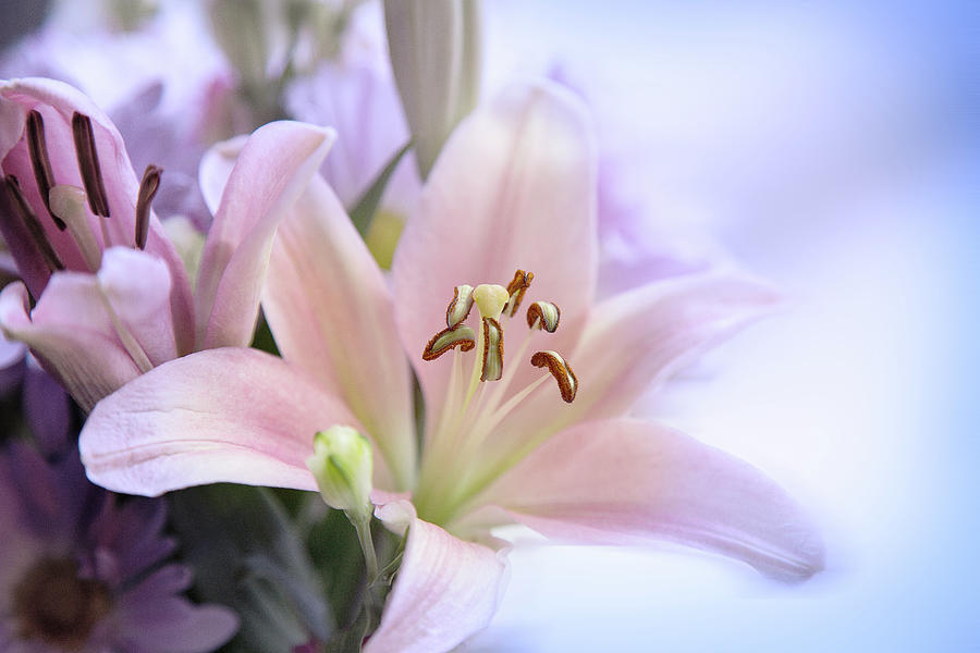 Lily in Pink Photograph by Milena Ilieva