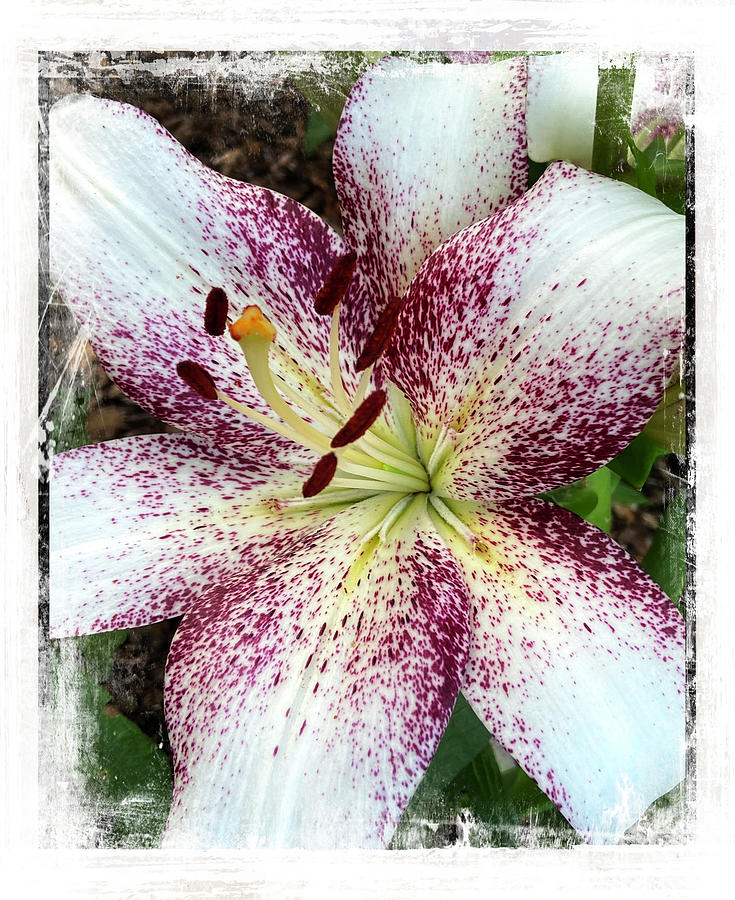 Lily In The Summer Garden Photograph