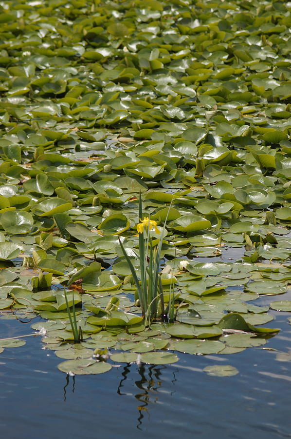 Lily in the Wetlands Photograph by James Cousineau - Fine Art America