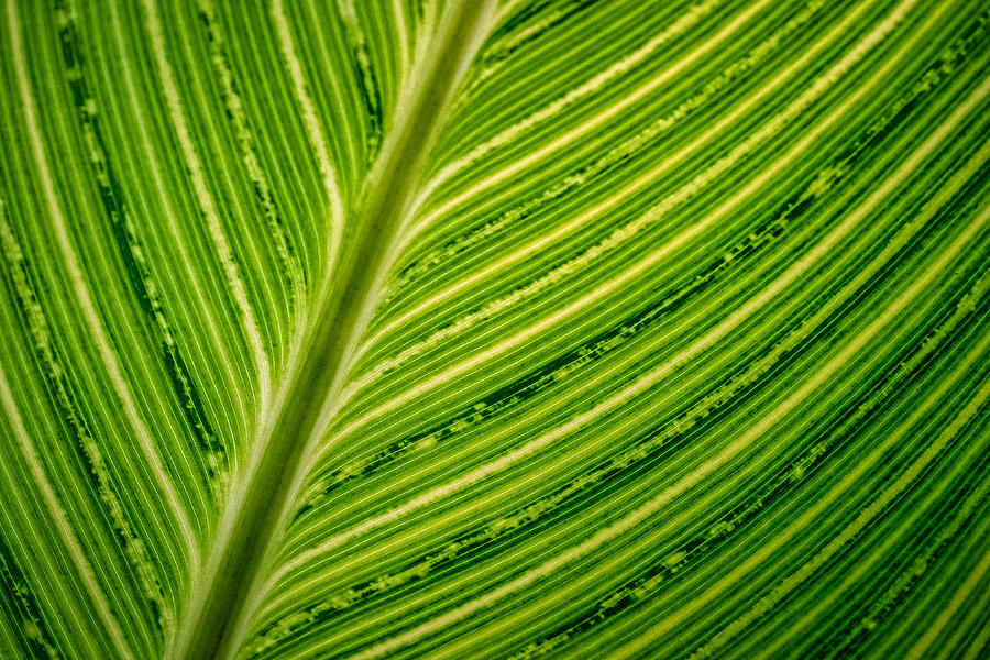 Lily Leaf Macro Photograph by Stuart Litoff