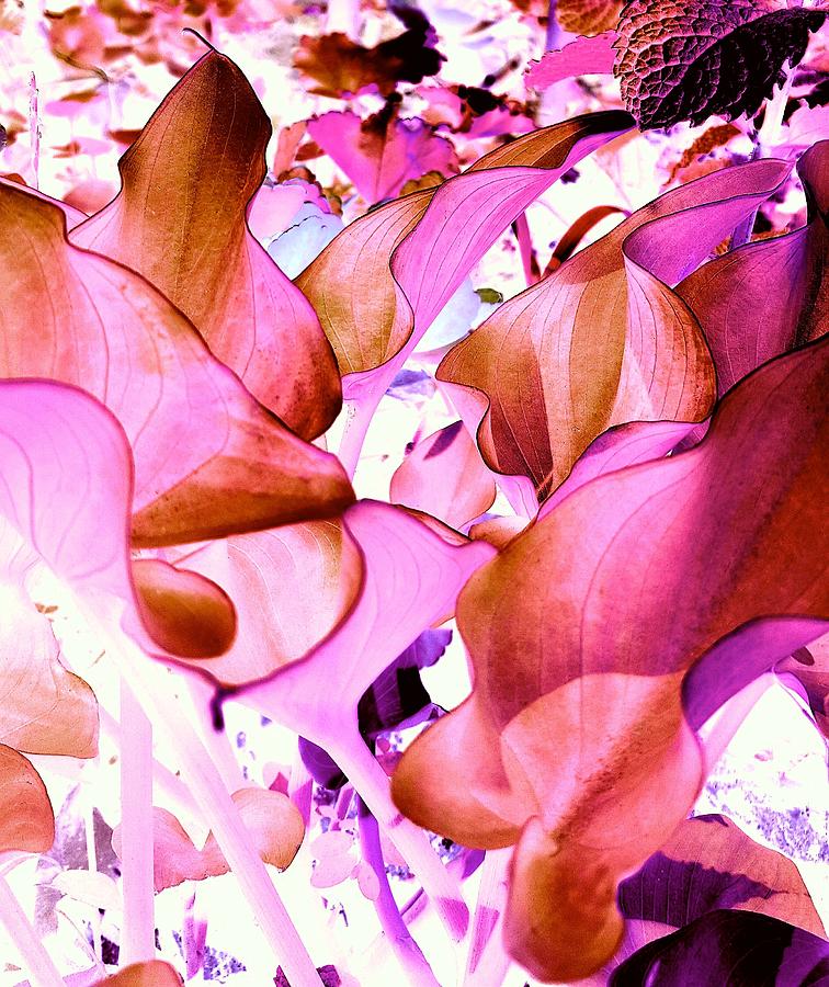 Lily Leaves In Pink Digital Art