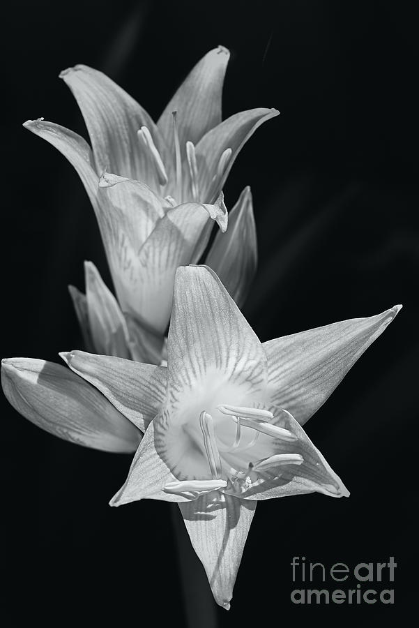 Lily Like Flowers Digital Art by Joy Watson