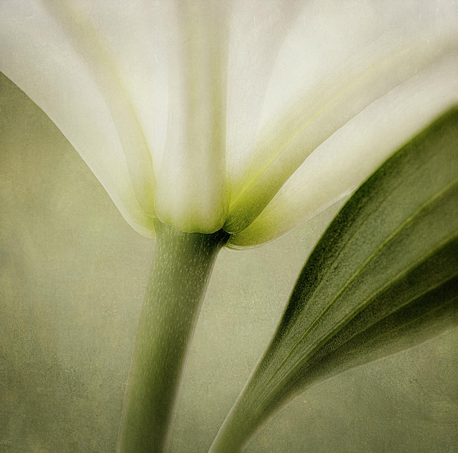 Lily Lines Photograph by Paul Bartell