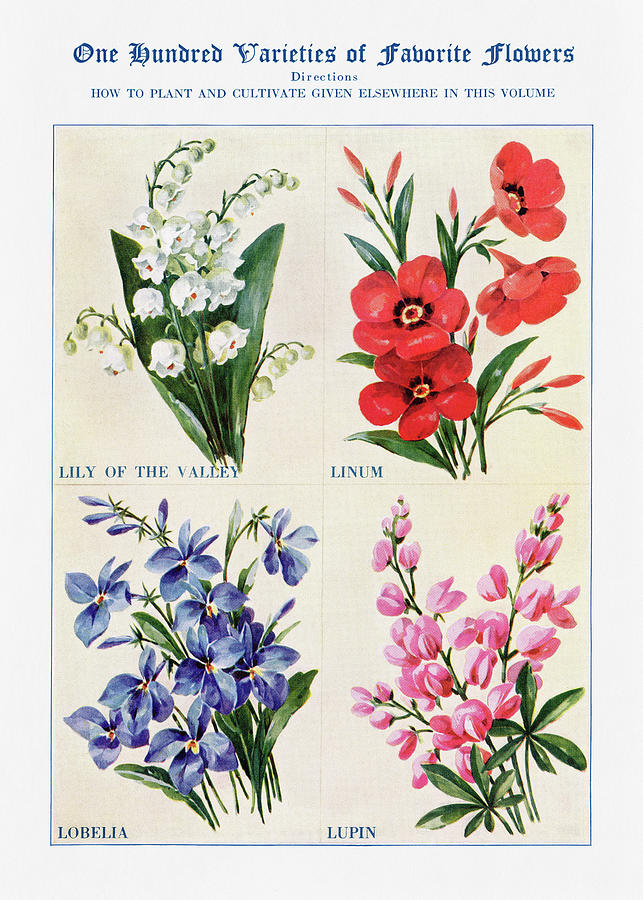 lily, linum, lobelia, lupin - Vintage Flower Illustration - The Open Door to Independence Digital Art