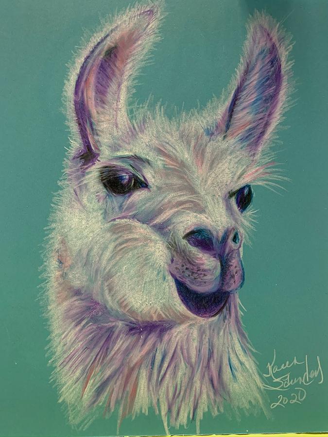 lily llama