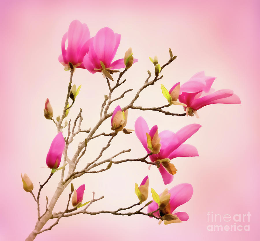 Lily Magnolias Photograph