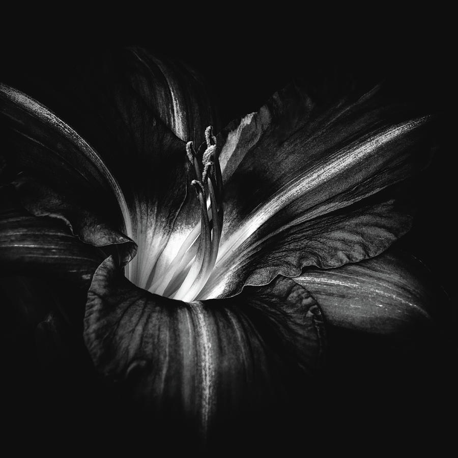 Lily Noir Photograph by Bob Orsillo