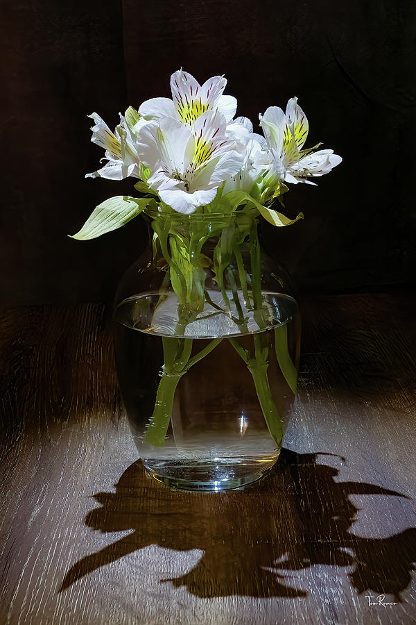 Lily of the Incas in Clear Vase Photograph by Tom Romeo