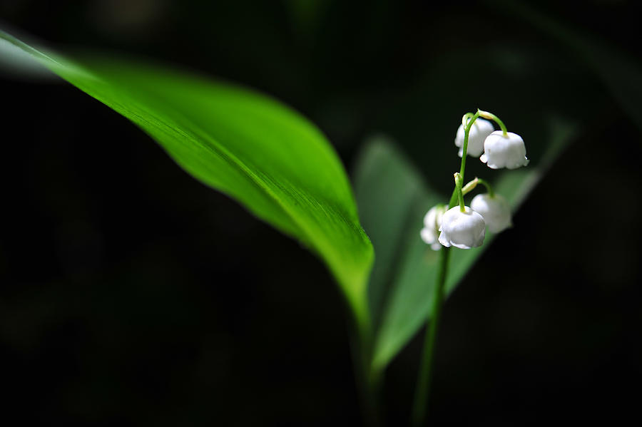 Lily Of The Light Photograph