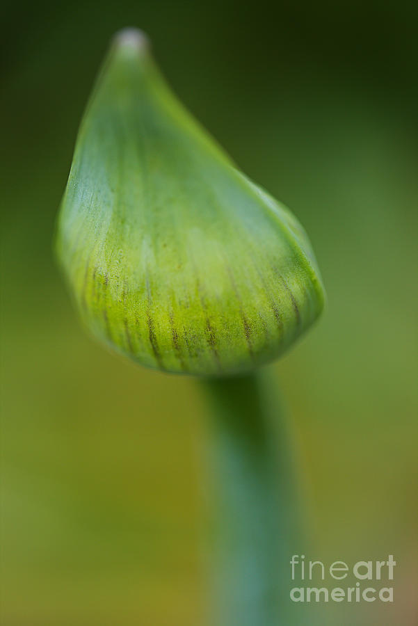 Lily Of The Nile Crisp Green  Photograph by Joy Watson