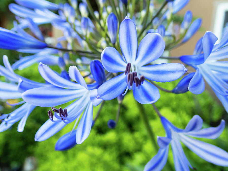 Lily of the Nile Flower Photograph by Robert VanDerWal Fine Art America
