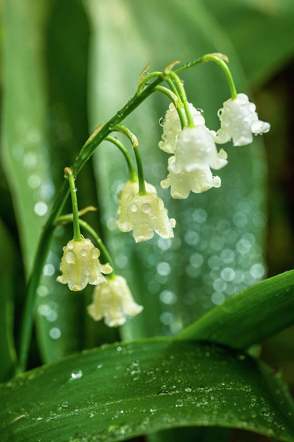 Lily of the Valley 1 Photograph by Lilia D