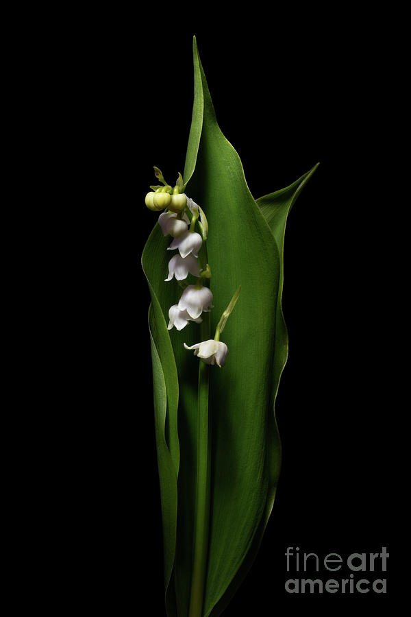 Flowers Still Life Photograph - Lily of the Valley by Ann Garrett