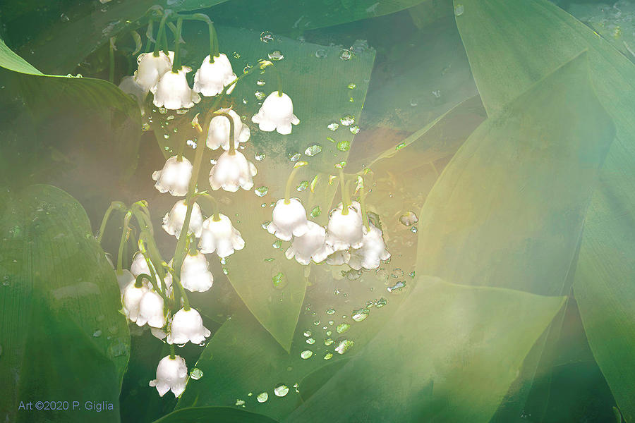 Lily of the Valley Color Burst Photograph by Paul Giglia