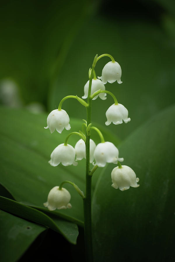 Lily of the Valley Flowers Photograph by Artur Bogacki