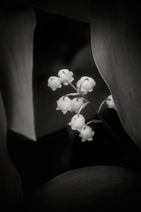 Lily of the Valley in Black and White Photograph by Artur Bogacki
