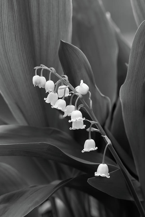 Lily of the Valley in Black and White Photograph by Tom Mc Nemar - Fine ...