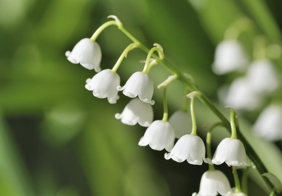 Lily of the valley in morning light Photograph by RiverNorthPhotography