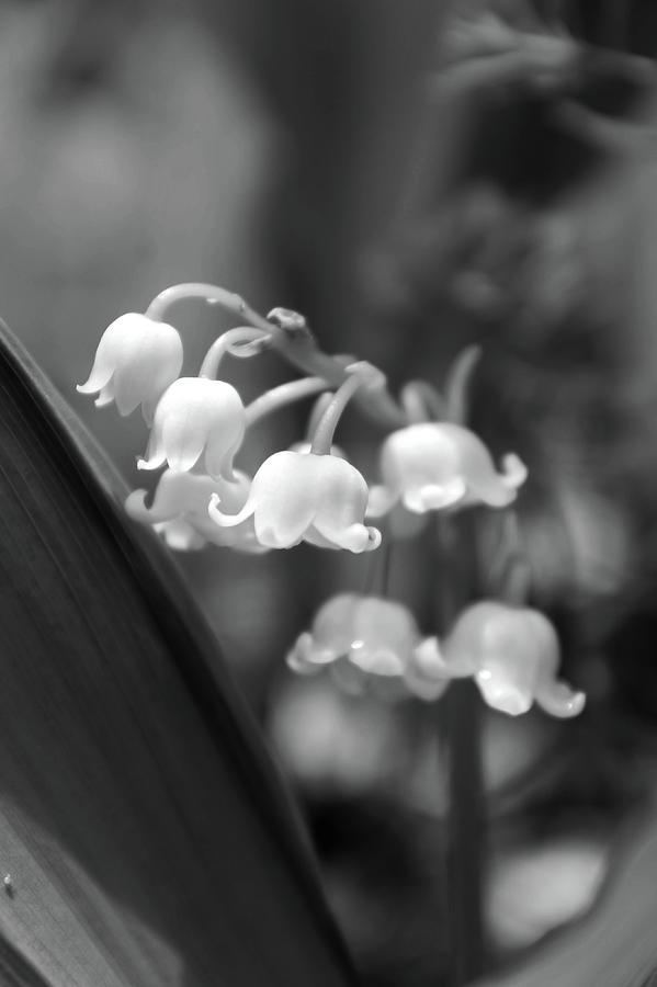 Lily of the Valley in Soft Black and White Photograph by Grace Joy ...