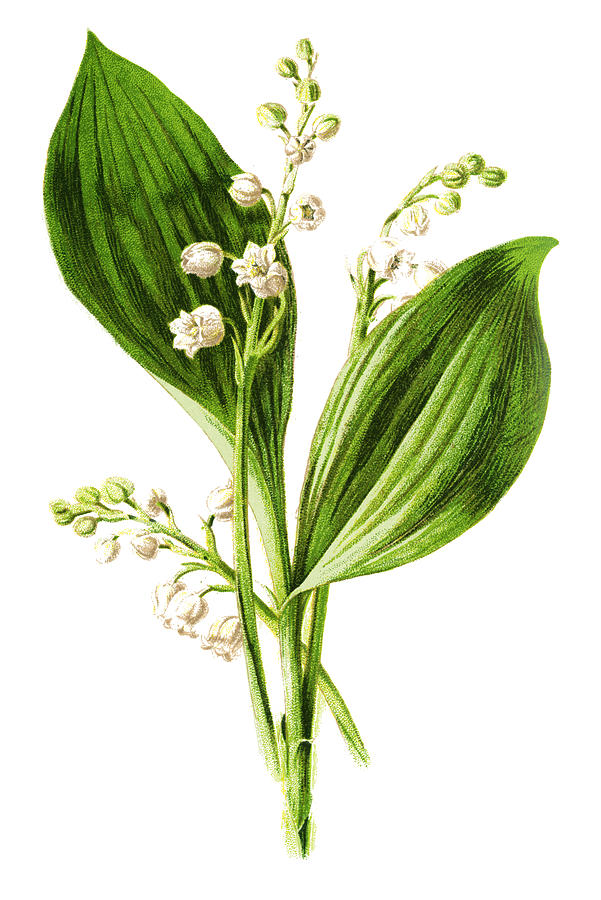 Lily Of The Valley Drawing by Ivan-96