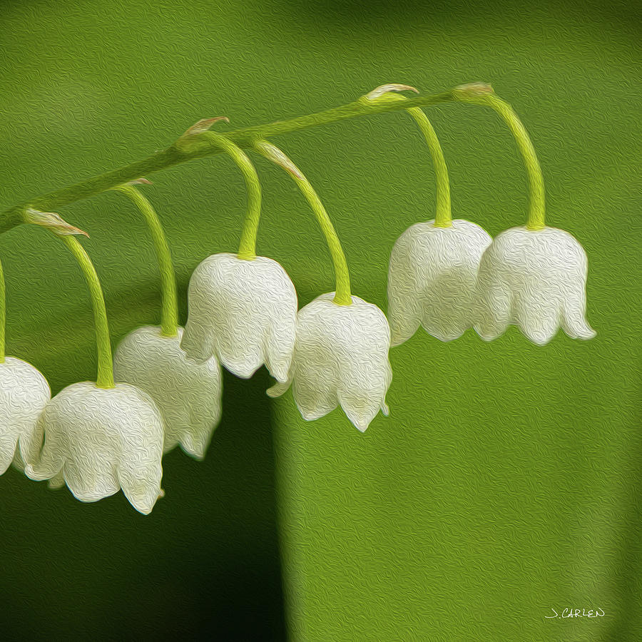 Lily of the Valley Photograph by Jim Carlen