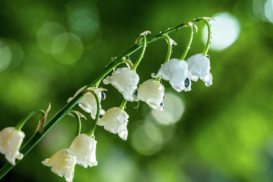 Lily of the Valley Photograph by Lilia D
