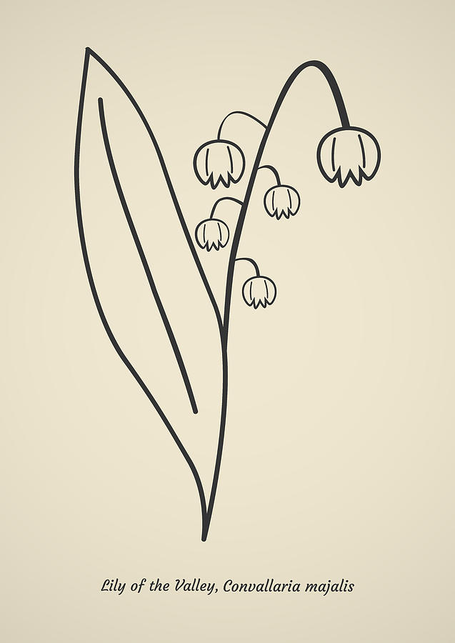 Lily Of The Valley Line Art Vintage Digital Art