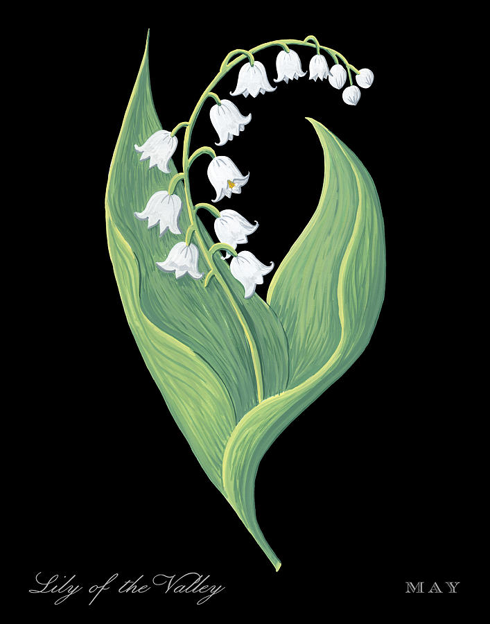 Lily of the Valley May Birth Month Flower Botanical Print on Black - Art by Jen Montgomery Painting by Jen Montgomery