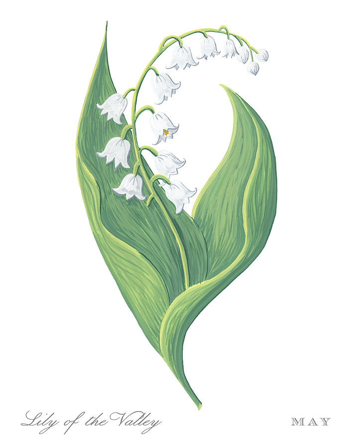 Lily of the Valley May Birth Month Flower Botanical Print on White - Art by Jen Montgomery Painting by Jen Montgomery