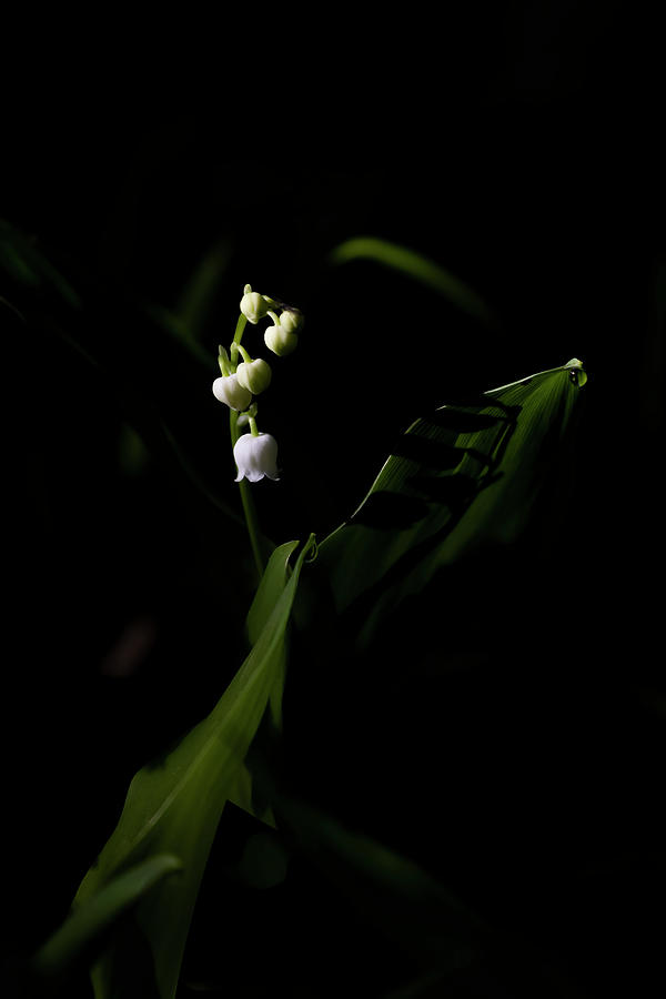 Lily of the valley Photograph by Mircea Costina Photography