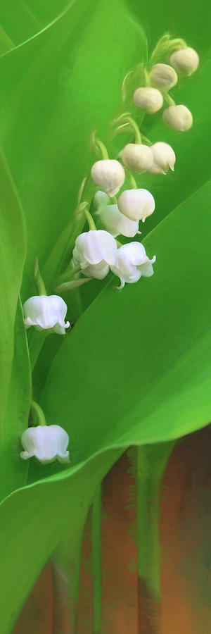 Lily of the Valley - Pano Photograph by Nikolyn McDonald | Fine Art America