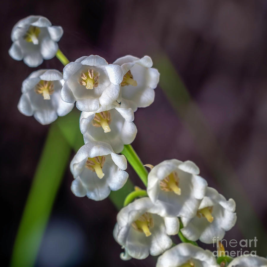 Lily of the Valley Photograph by Rob Sellers