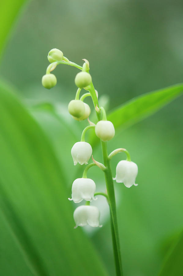 Lily of the Valley Photograph by Tosa Images - Fine Art America