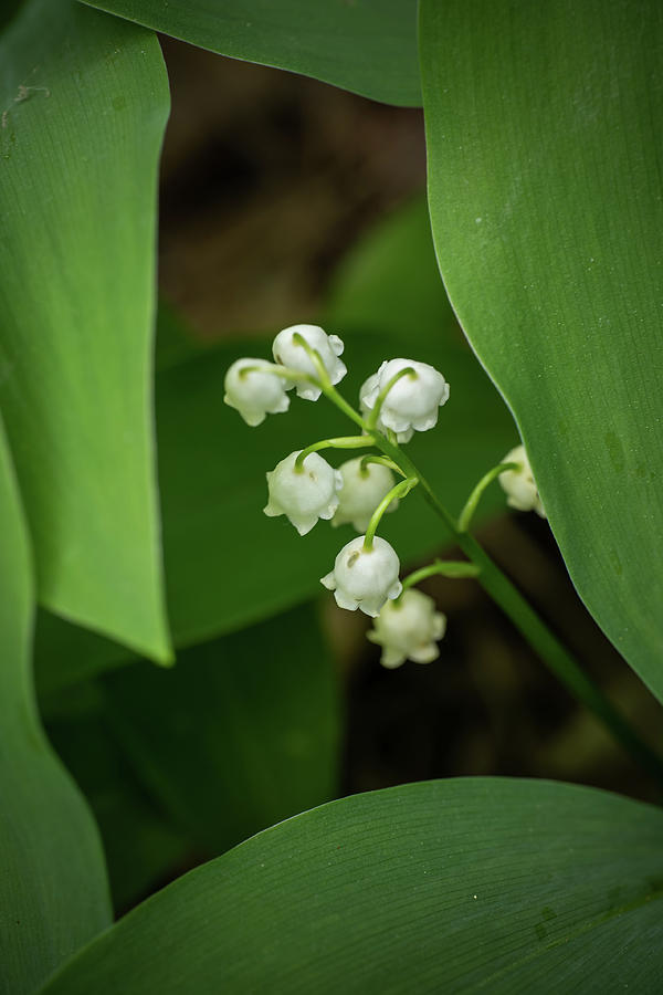 Lily of the Valley White Flowers Photograph by Artur Bogacki